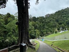 -槟城植物园