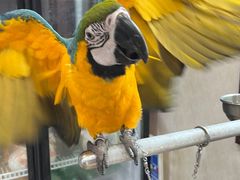 -观桥阁(锦溪店)