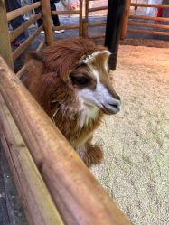 -Zoolung Zoolung动物主题公园(海信广场店)
