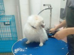 -乐琪宠物医院·犬猫专科·骨外科·急重症