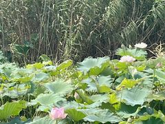 -七的湖·晚芳亭·阳澄湖农家菜·大闸蟹(莲花岛店)