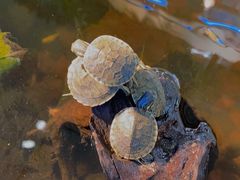 -酷以爬仙阁实体爬宠店·守宫·蜥蜴·专业繁育