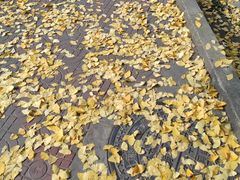 -四川大学(华西校区)