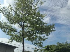 -鼎湖山风景区