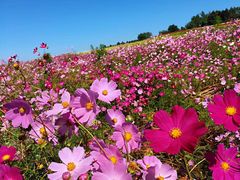 -莲花山花海