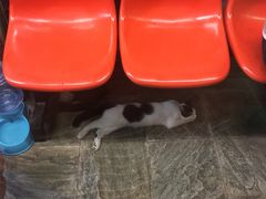 -猫咪博物馆(顶澳仔猫街店)