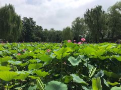 -莲湖公园