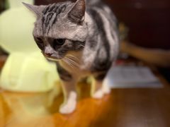 -咖法森林·咖啡  酒吧(天河店)