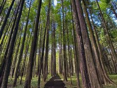 -武陵山森林公园