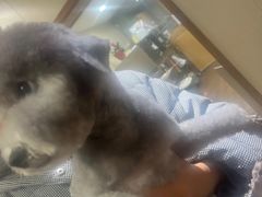 -中农大我爱我爱24h动物医院·中医针灸·猫专科·骨科医疗中心(双井店)
