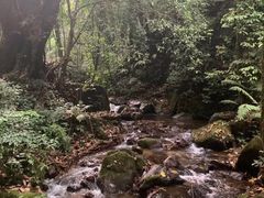 -莫里热带雨林景区