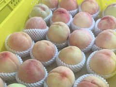 -老袁家蜜桃农场·阳山水蜜桃