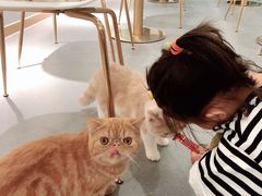 -飞行喵MR PILOT|猫舍·猫咖(静安大融城店)