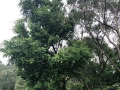 -梧桐山风景名胜区