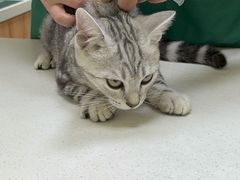 -瑞鹏宠物医院·骨科·猫科·内科(第一中心)