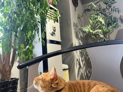 -东方名猫馆·英短金渐层布偶猫舍(环线广场1号楼店)