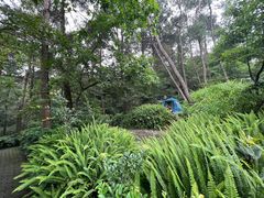 -铁山坪森林公园