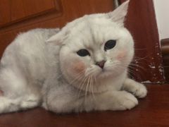 -袖虎·猫馆(体育西路店)