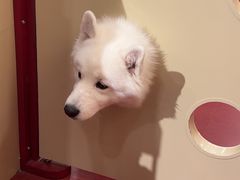 -和它·交个朋友·狗咖猫咖(爱琴海店)