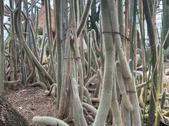 -南山植物园
