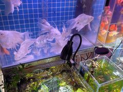 -青石桥花鸟鱼虫市场(叠翠城店)