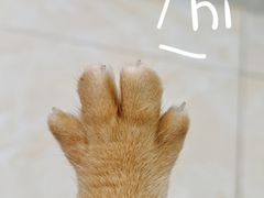 -藏猫猫咖啡主题馆(中央大道店)