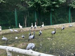 -哈尔滨北方森林动物园