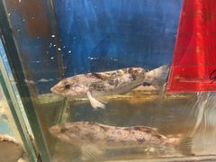 -黑石礁酒楼·海鲜(黑石礁店)