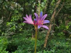 -上海佘山国家森林公园天马山园