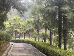 -铁山坪森林公园