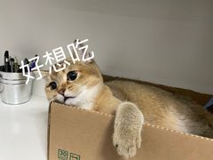 骰子牛肉-我们家韩国烤肉8号店(郫都店)