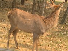 -秦皇岛野生动物园