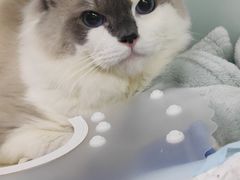 -达爱动物医院·犬猫分区·CT·复杂眼科(远洋山水分院)
