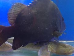 -渡海小渔村.老辈日照菜