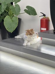 -蚂蚁造型俱乐部