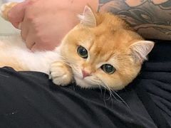 -皮特动物医院(24小时店)