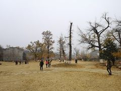 -千年银杏谷文化旅游区