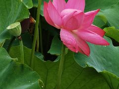 -荷塘月色湿地公园·向阳花洲