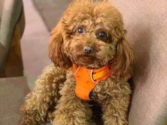 -百好乐宠物友好餐厅(朝外大街店)