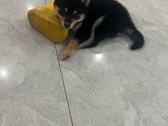 -柴犬小屋·柴餐厅·狗咖食堂(金鼎广场店)