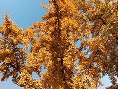 -三里屯东五街银杏大道