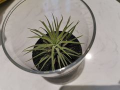 -Fridi Patisserie Cafe