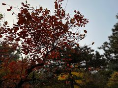 -香山公园