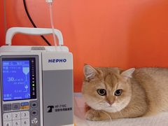 -瑞派福兴宠物医院犬猫全科·骨科·中西医结合(河东店)