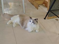 -平行世界·猫咖(首经贸店)