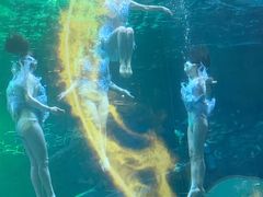 -海合安成都极地海洋公园
