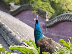 -国恩寺