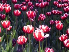 -长春公园(普阳街道)