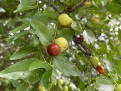 -北京鹫峰国家森林公园