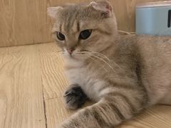 -萌喵咖啡屋(人民东路4号口M16商铺店)